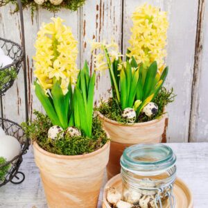 Hiacynt Żółty Wschodni || Hyacinthus Orientalis || Hiacynt Wschodni