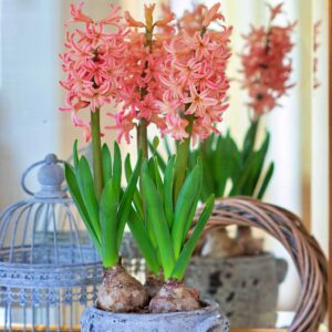 Hiacynt Pomarańczowy Wschodni || Hyacinthus Orientalis || Hiacynt Wschodni