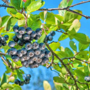 Aronia Czarnoowocowa