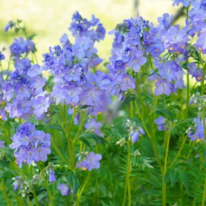 Wielosił "Heavenly Habit" P12