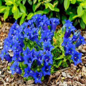 Goryczka siedmiodzielna P12