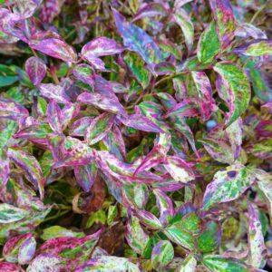 Leucothoe Rainbow P9
