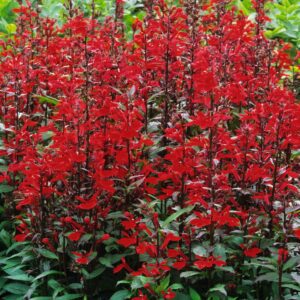 Lobelia Lśniąca 'Queen Victoria' P14