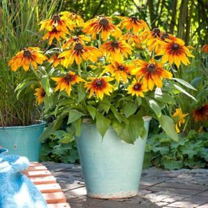 Rudbeckia Autumn Colors P14