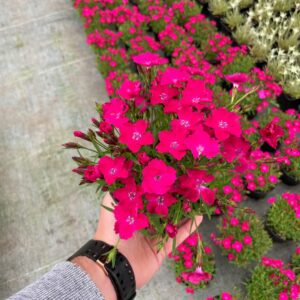 Goździk Bylinowy Kahori P12