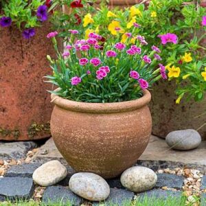 Goździk Bylinowy Pink Kisses P12