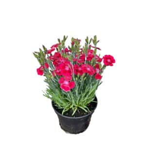 Goździk Bylinowy Red Kisses P12