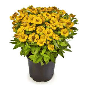 Helenium Hayday Yellow P14