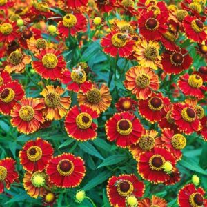 Helenium Hayday Red P14