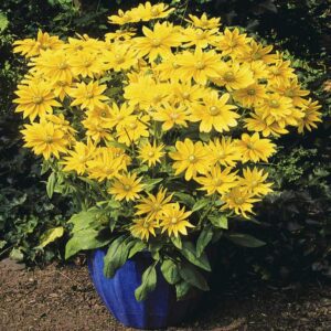 Rudbeckia Prairie Sun P14