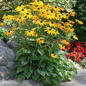 Rudbeckia Goldsturm P9