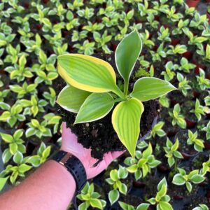 Hosta Liberty P14