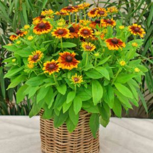 Rudbeckia Littlebeckia Sunrise P14