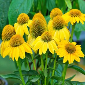 Jeżówka Yellow Pearl P14