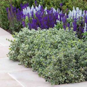 TRZMIELINA Emerald Gaiety P9