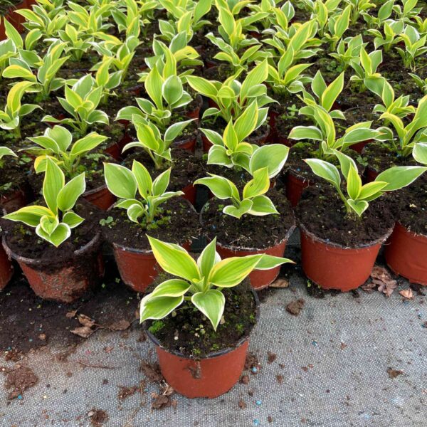 Hosta Liberty P14 - obrazek 2