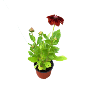 Rudbekia czekoladowa P14