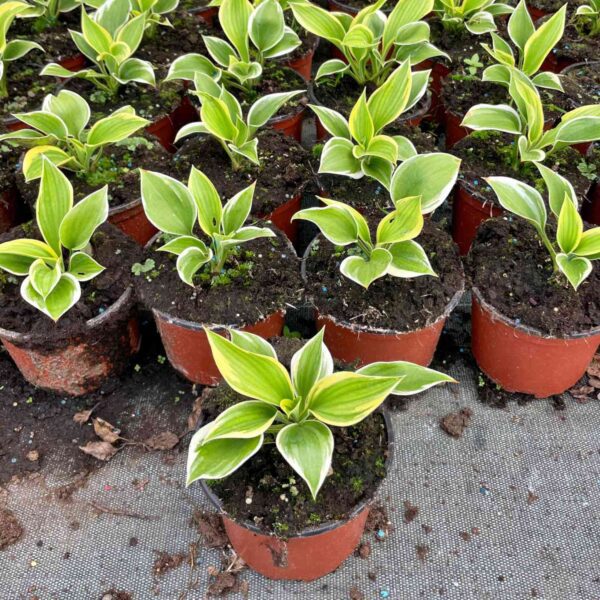 Hosta Liberty P14 - obrazek 3