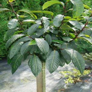 Wierzba Mupińska szczepiona na pniu P19