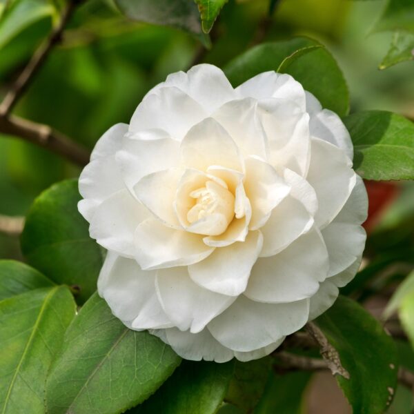 Kamelia Japońska Biała || Camellia Japonica