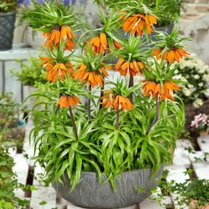 Fritillaria Imp Aurora || Szachownica Imp Aurora