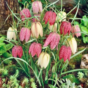 Fritillaria Meleagris || Szachownica Kostkowata