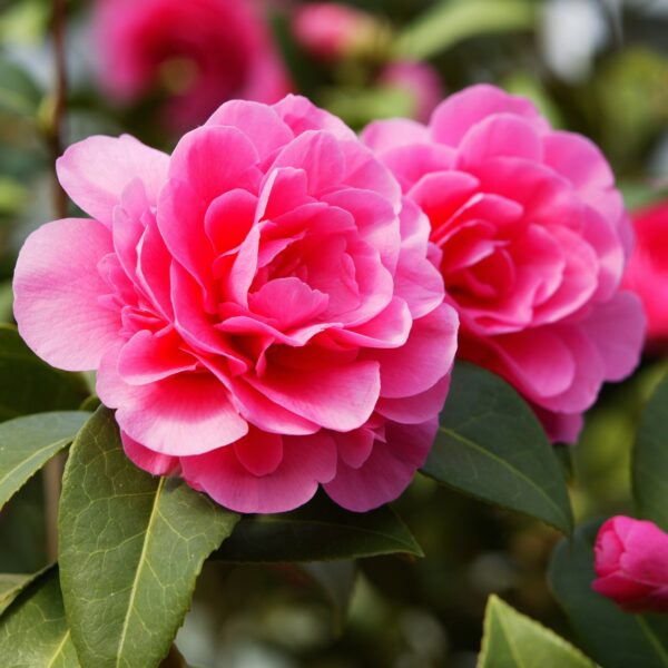 Kamelia Japońska Różowa || Camellia Japonica