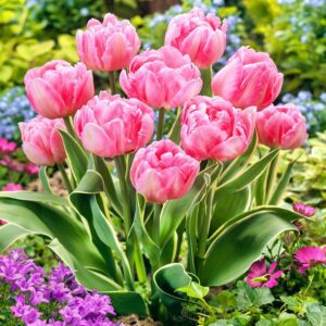 Tulipan Różowy Pełny Foxtrot