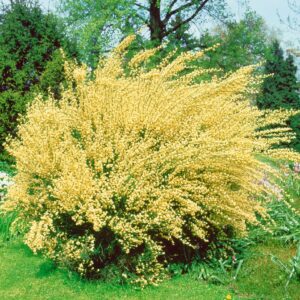 Żarnowiec Biało-Złoty || Szczodrzyniec || Cytisus