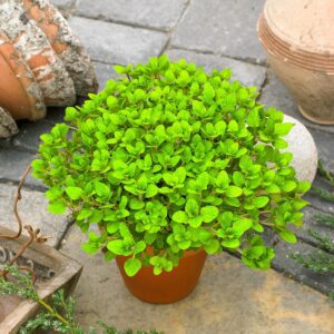 Oregano Złote || Oregano Aureum || Oregano Żółte