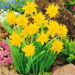 Narcyz Rip Van Winkle || Narcissus Rip Van Winkle