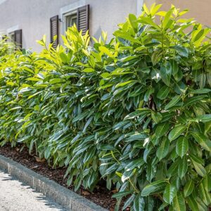 Laurowiśnia Novita P19