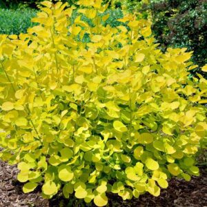 Perukowiec Golden Spirit P17