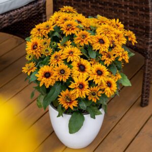 Rudbeckia Flamenco Bright Orange P14