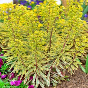 Wilczomlecz Ascot Rainbow P14