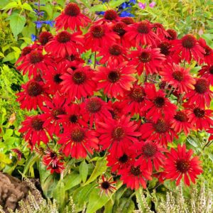 Jeżówka Red Pearl P14