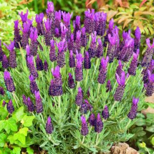 Lawenda Francuska P12