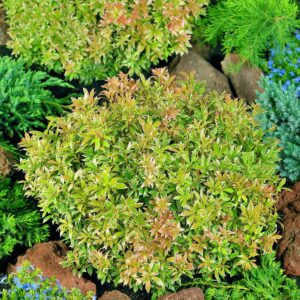 Pieris japoński Little Heath P9