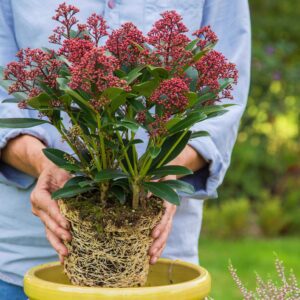 Skimia Japońska Rubella P12