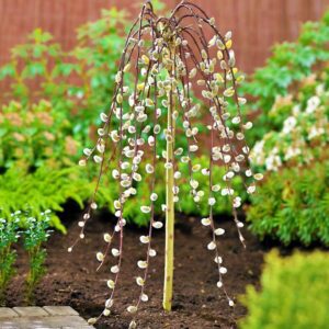 Wierzba iwa kilmarnock P17