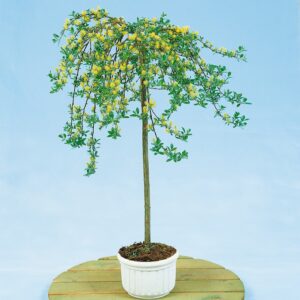 Wierzba Skandynawska P17