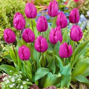 Tulipan Fioletowy P9