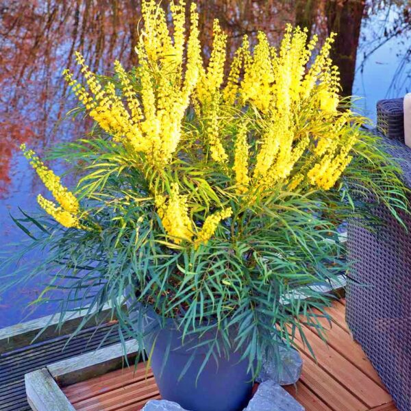 Mahonia soft caress P13