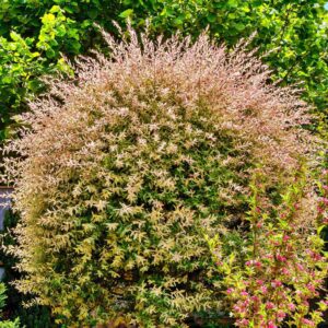 Wierzba Japońska Hakuro Nishiki P9