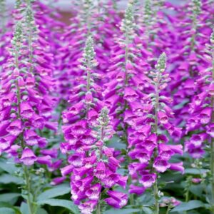 Naparstnica Fioletowa P14