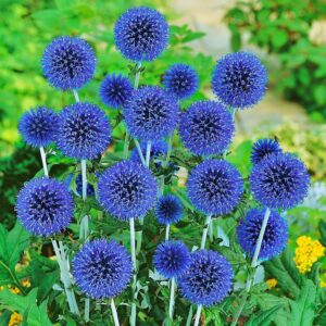 Przegorzan Niebieski Pełny P14