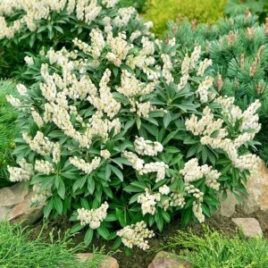 Pieris Japoński Cupido P17