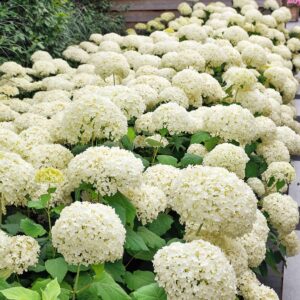 Hortensja Drzewiasta Anabelle P14