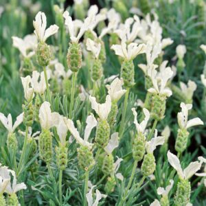 Lawenda francuska White castelo - Lavendula Stoaches White castelo P12
