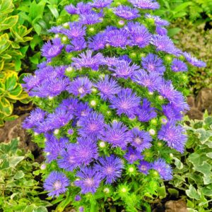 Stokezja gładka Mel's Blue - Stokesja laevis P14